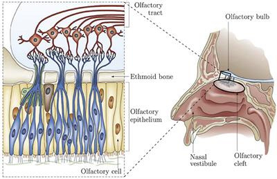 Comparison of Noninvasive Imagery Methods to Observe Healthy and Degenerated Olfactory Epithelium in Mice for the Early Diagnosis of Neurodegenerative Diseases